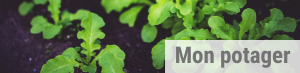 Mon potager