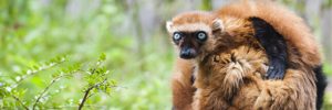 10 espèces se battent contre leur extinction grâce aux zoos [Diaporama]