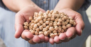 Les pois chiches, petits trésors de l'été !